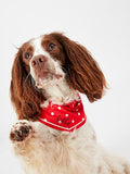 JOULES RED 'HELLO' POLKA DOT NECKERCHIEF