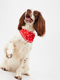 JOULES RED 'HELLO' POLKA DOT NECKERCHIEF