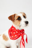 JOULES RED 'HELLO' POLKA DOT NECKERCHIEF