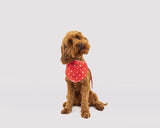 JOULES RED 'HELLO' POLKA DOT NECKERCHIEF