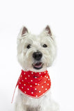 JOULES RED 'HELLO' POLKA DOT NECKERCHIEF