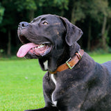 Ancol Vintage Leather Padded Collar 35-43cm Size 4