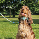 SOHO Stripe Patterned Collar S