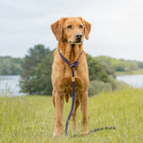 Ruff & Tumble Blackberry Clip Lead