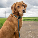 Ruff & Tumble Sandringham Blue Clip Lead