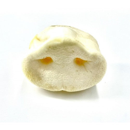 Antos Puffed Pigs Snout - Clearway Pets