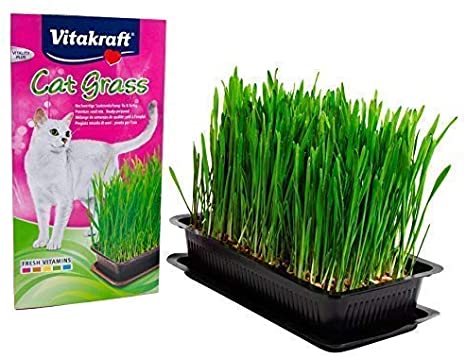 Vitakraft Cat Grass 120g