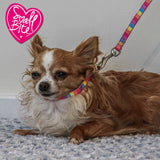 Ancol Rainbow Puppy Collar & Lead Set - Clearway Pets
