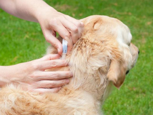 Flea and Tick for dogs