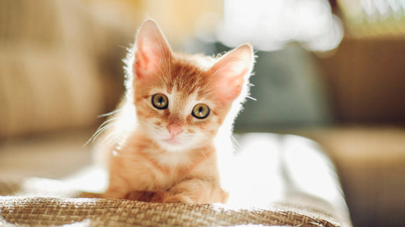 Kitten Treats