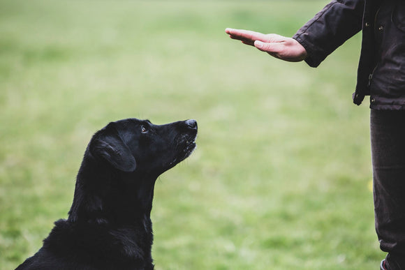 Training Dog Treats