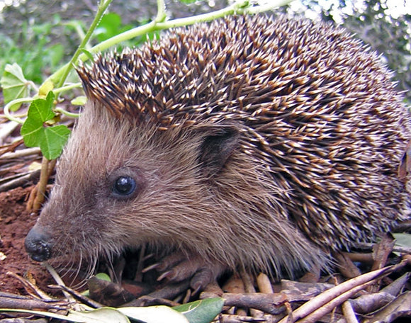 Hedgehogs