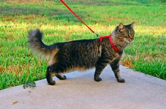 Cat Harnesses
