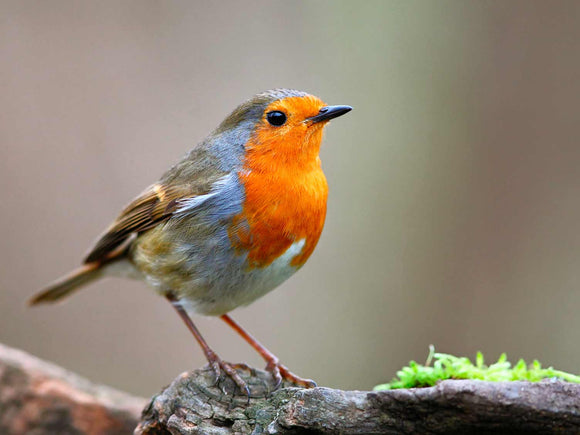 Wild Bird Nest Boxes
