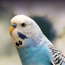 Domestic Bird Treats