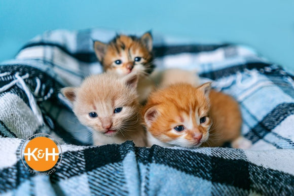 Kitten Healthcare