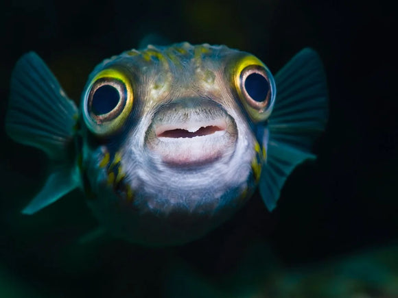 Aquarium Treatments