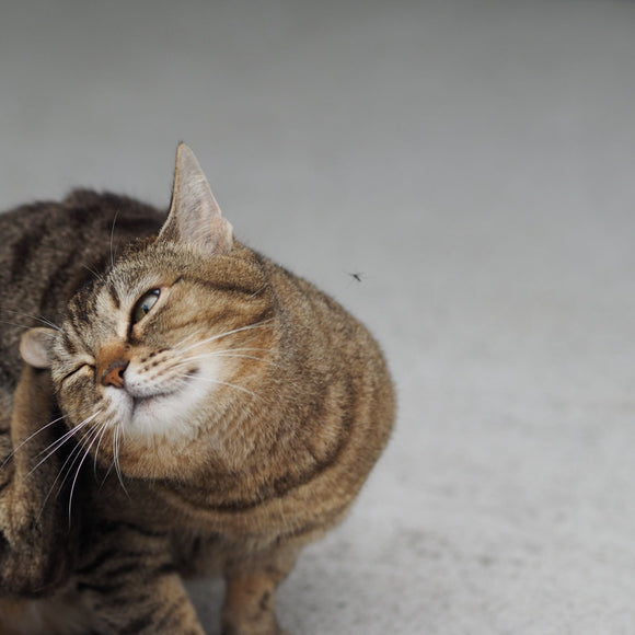 Flea and Tick Treatments for Cats