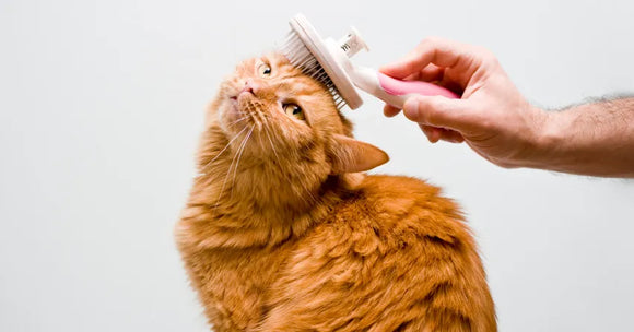 Cat Grooming