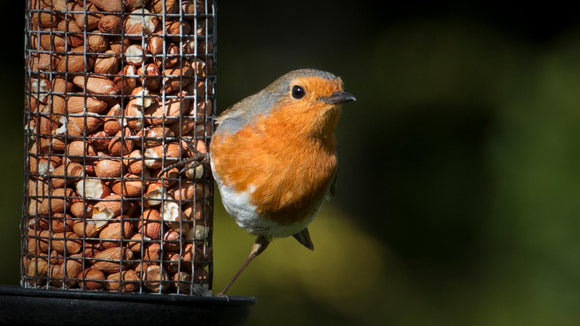 Wild Bird Feeders