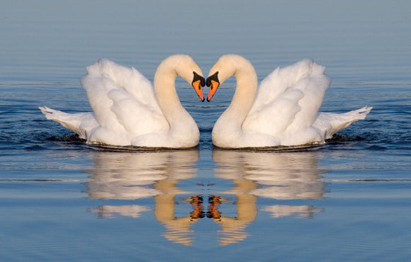 Swan and Duck