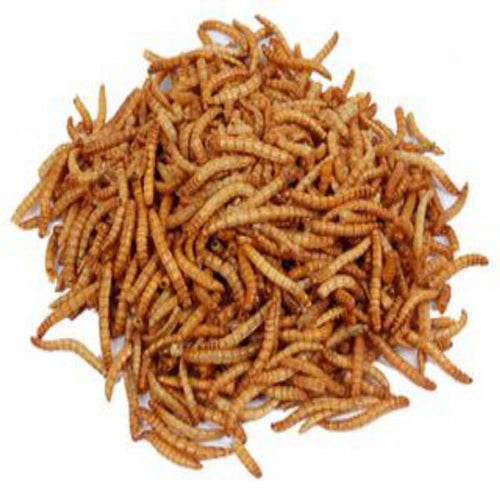Premium Dried Mealworms