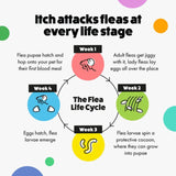 Itch Flea Spot On for Cats 3 Pipettes