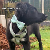 SOHO Stripe/Leaf Patterned Harness L